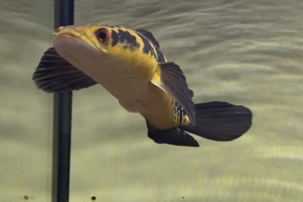 似眼鳢是什么鱼？