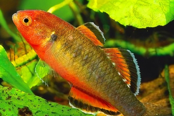 短黄黝鱼是什么鱼？