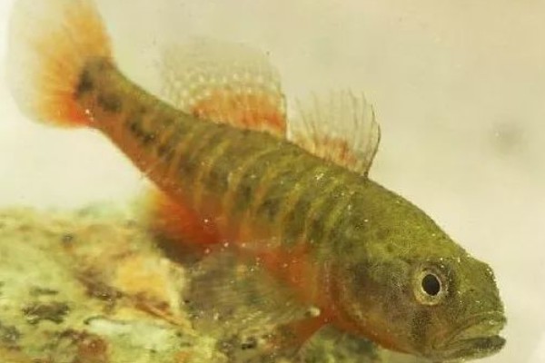 短黄黝鱼是什么鱼？