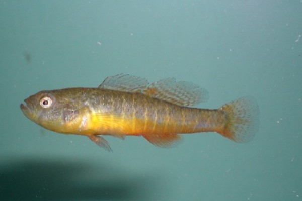 短黄黝鱼是什么鱼？