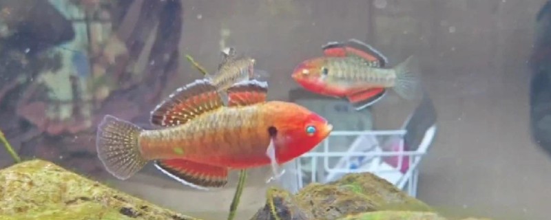 扁头黄黝鱼是什么鱼？