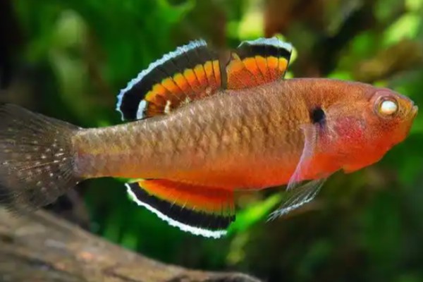 扁头黄黝鱼是什么鱼？