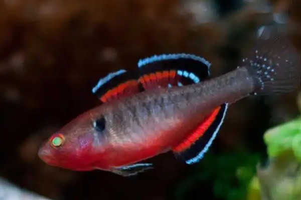 扁头黄黝鱼是什么鱼？