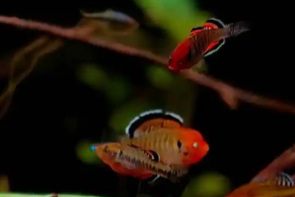 扁头黄黝鱼是什么鱼？