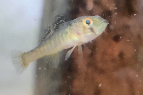 小黄黝鱼是什么鱼？