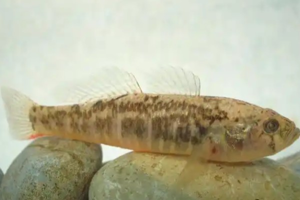 小黄黝鱼是什么鱼？