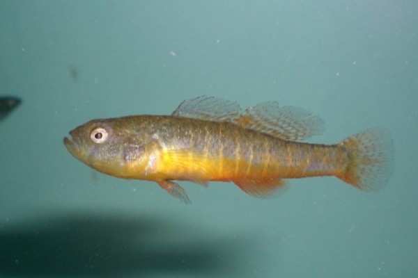 小黄黝鱼是什么鱼？