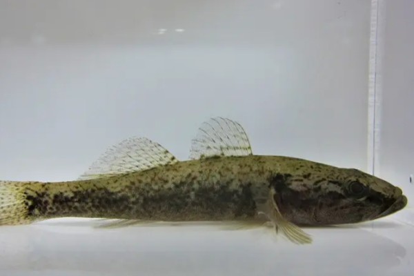 海南细齿塘鳢是什么鱼？