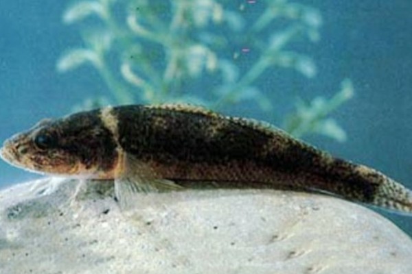 海南细齿塘鳢是什么鱼？