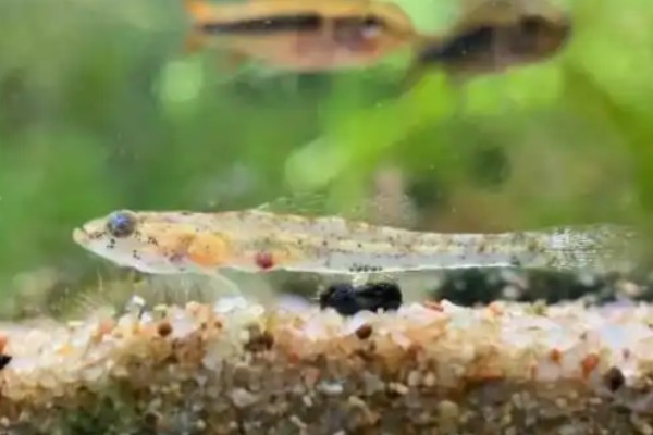 海南细齿塘鳢是什么鱼？