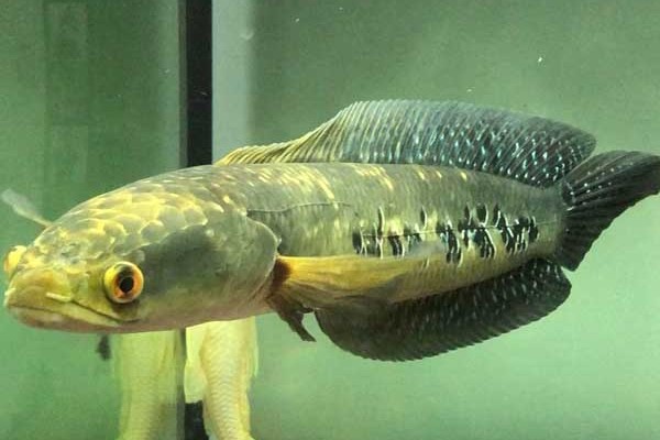 似眼鳢是什么鱼？