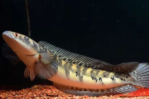 似眼鳢是什么鱼？