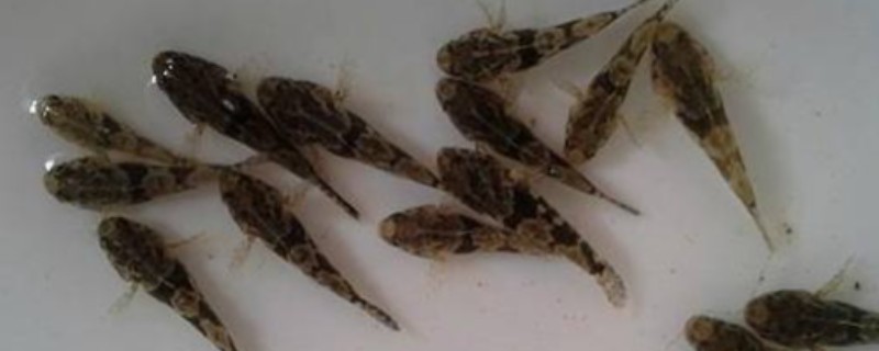 鸭绿沙塘鳢是什么鱼？