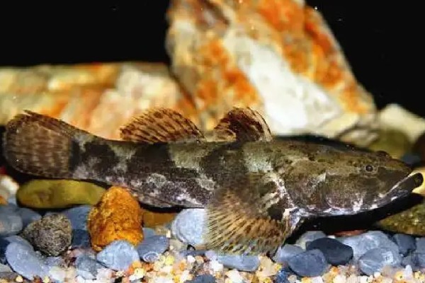 鸭绿沙塘鳢是什么鱼？