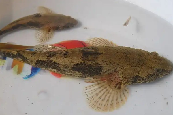 鸭绿沙塘鳢是什么鱼？