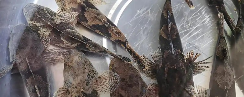 线纹尖塘鳢是什么鱼？