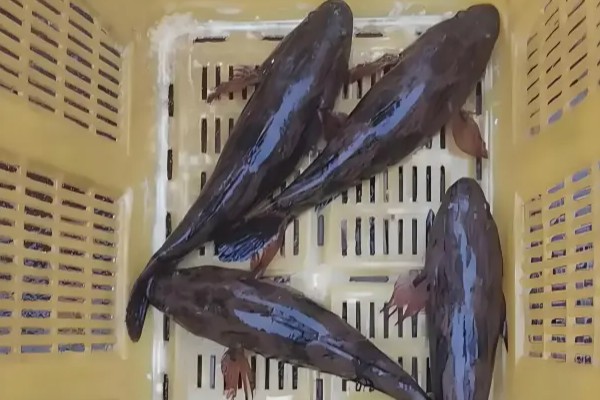 线纹尖塘鳢是什么鱼？