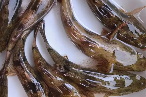 线纹尖塘鳢是什么鱼？