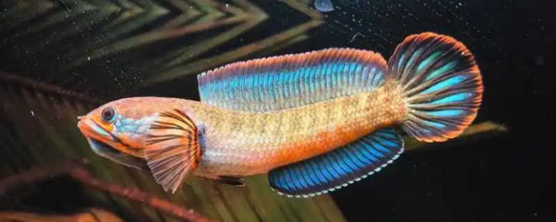 东方鳢是什么鱼？