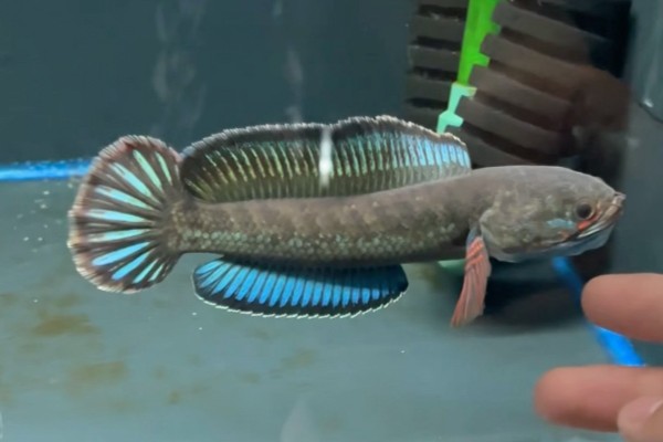 东方鳢是什么鱼？