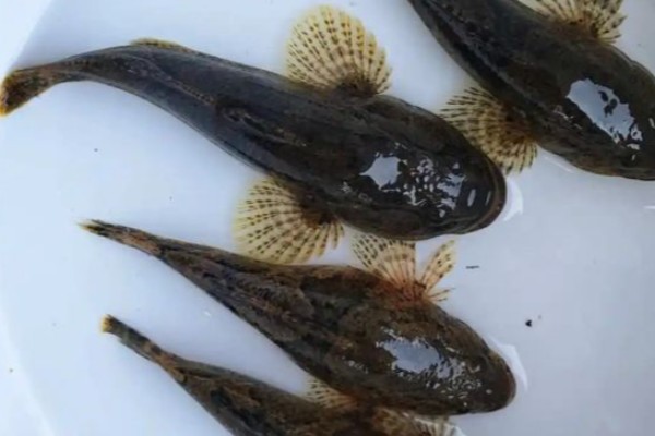 海丰沙塘鳢是什么鱼？