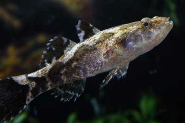 云斑尖塘鳢是什么鱼？