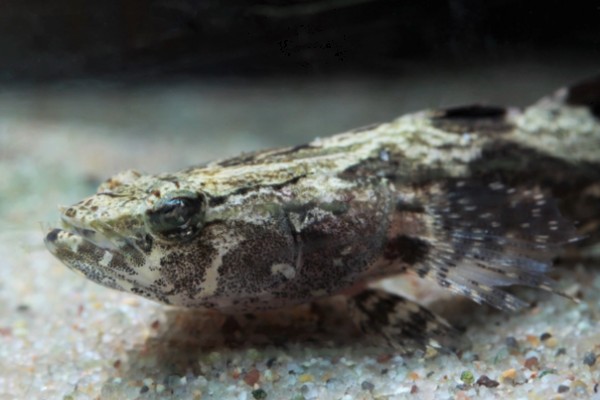 云斑尖塘鳢是什么鱼？