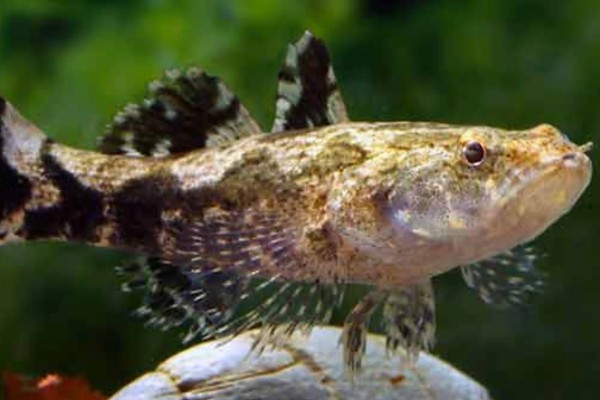 云斑尖塘鳢是什么鱼？