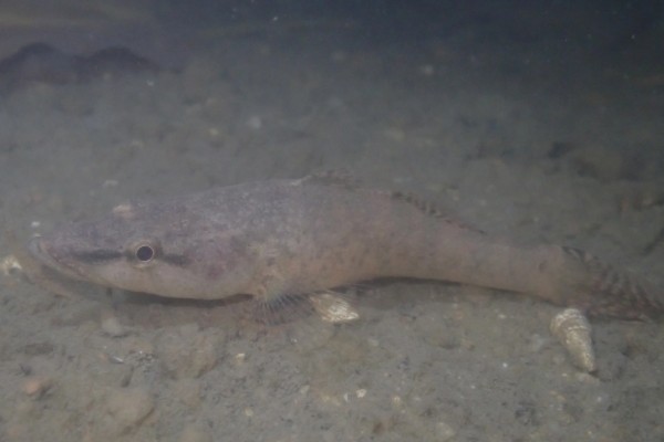 黑斑嵴塘鳢是什么鱼？