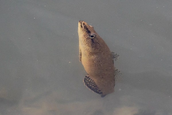 黑斑嵴塘鳢是什么鱼？