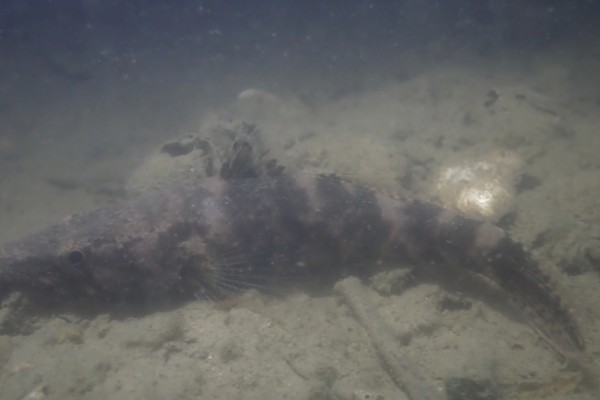 黑斑嵴塘鳢是什么鱼？