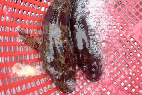 黑体塘鳢是什么鱼？