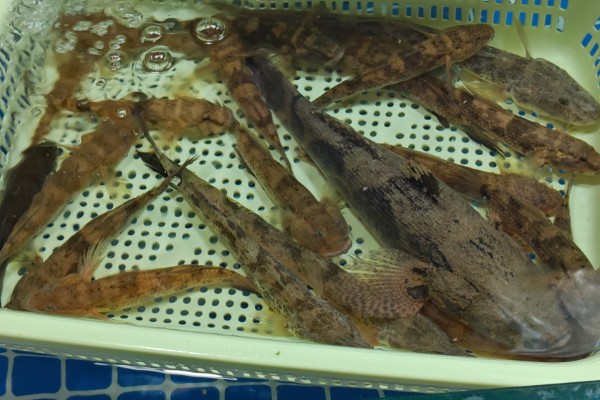 黑体塘鳢是什么鱼？