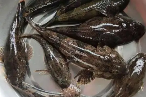 黑体塘鳢是什么鱼？