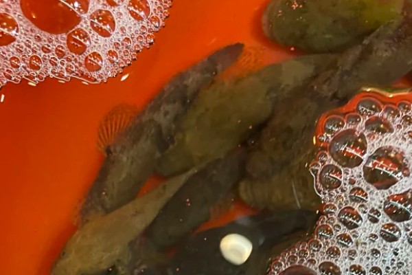 中华沙塘鳢是什么鱼？