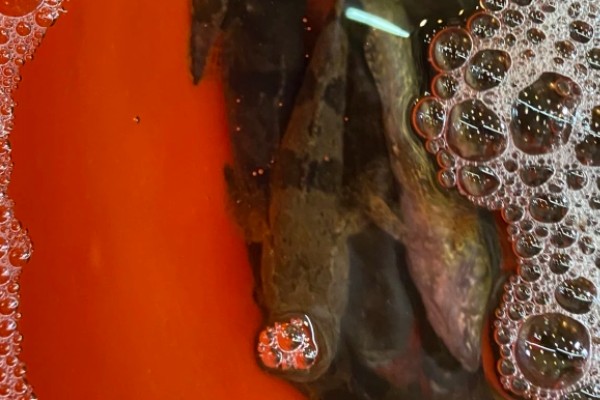 中华沙塘鳢是什么鱼？