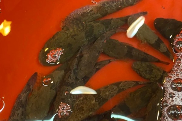 中华沙塘鳢是什么鱼？