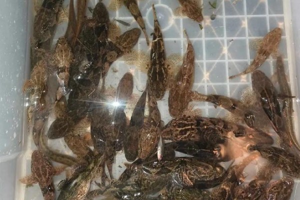 海南新沙塘鳢是什么鱼？