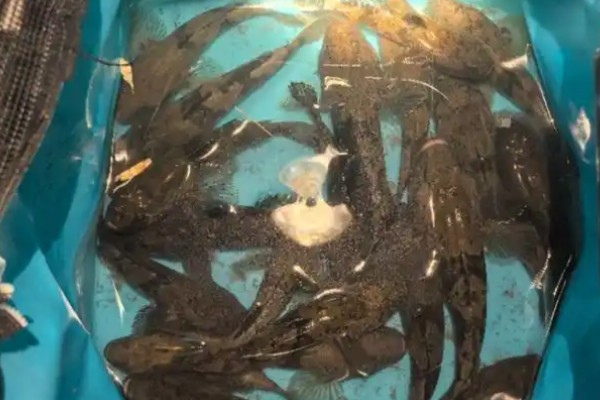 海南新沙塘鳢是什么鱼？