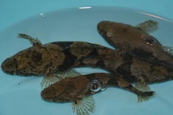 海南新沙塘鳢是什么鱼？