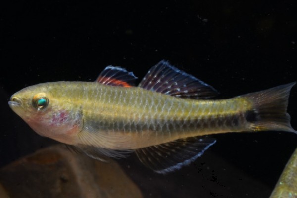 似鲤黄黝鱼是什么鱼？