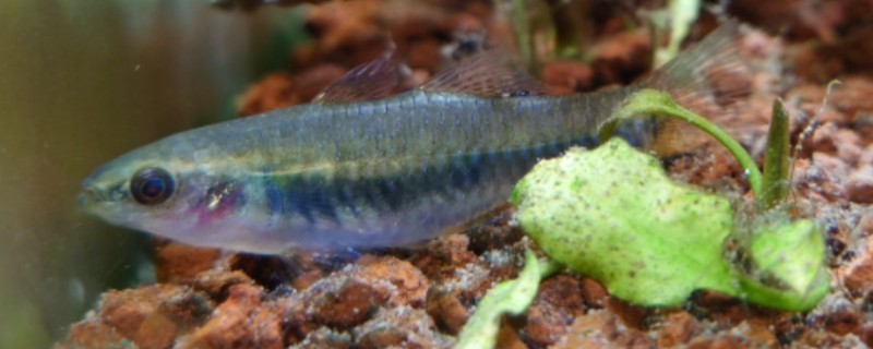 似鲤黄黝鱼是什么鱼？