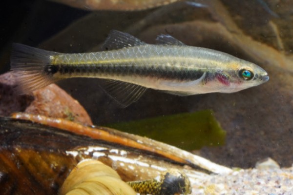 似鲤黄黝鱼是什么鱼？