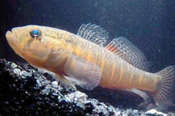 似鲤黄黝鱼是什么鱼？