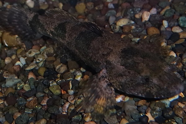 河川沙塘鳢是什么鱼？