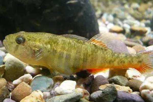 大鳞细齿塘鳢是什么鱼？