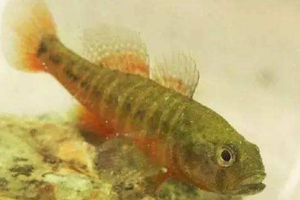 大鳞细齿塘鳢是什么鱼？