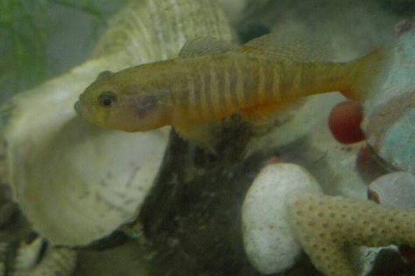 大鳞细齿塘鳢是什么鱼？