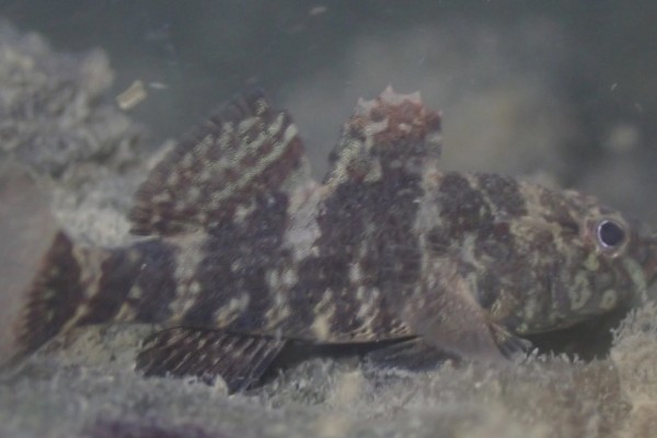 锯嵴塘鳢是什么鱼？