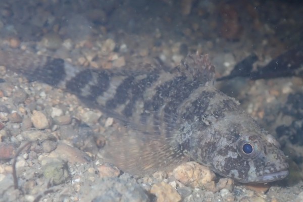 锯嵴塘鳢是什么鱼？